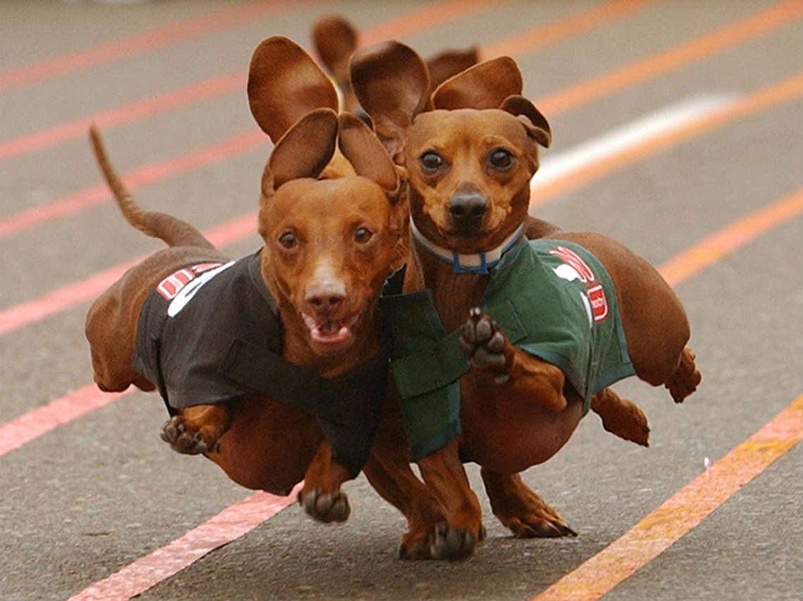 perro 02.jpg